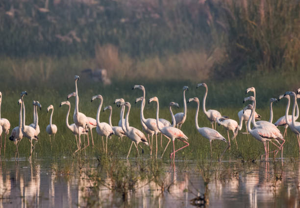 istock Greater Flamingo Bird watching 1176296869