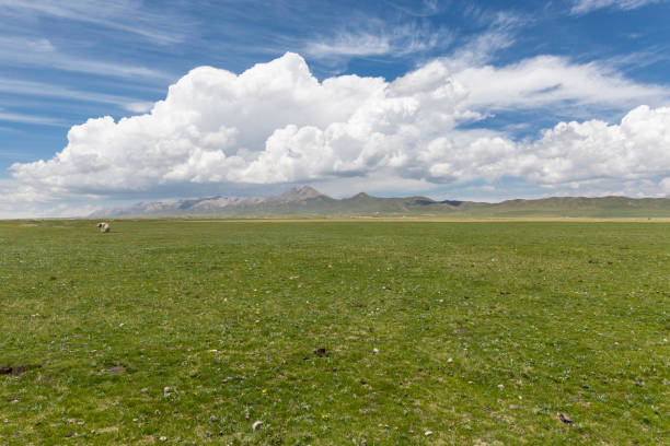 praterie di montagna qilian in primavera. - farm florida cattle travel locations foto e immagini stock