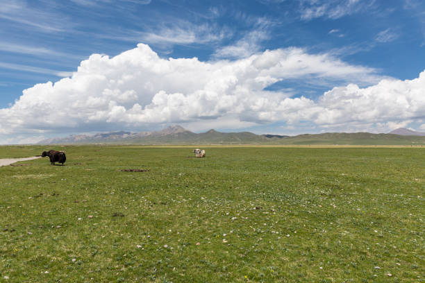 qilian mountain grassland in primavera. - farm florida cattle travel locations foto e immagini stock