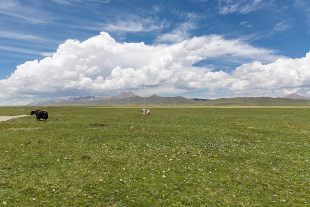 Photo Taken In Qinghai province, China.