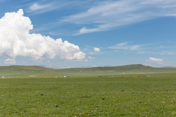 praterie di montagna qilian in primavera. - farm florida cattle travel locations foto e immagini stock