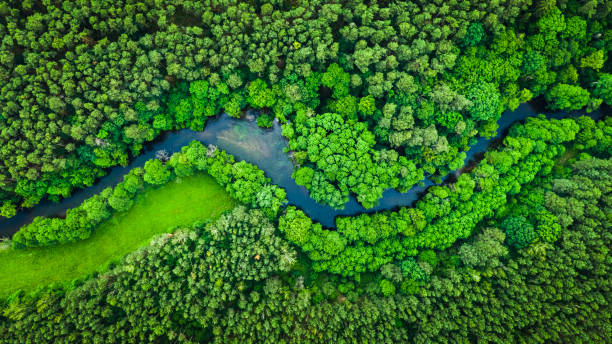 río y bosque verde en el parque natural de tuchola, vista aérea - river fotografías e imágenes de stock