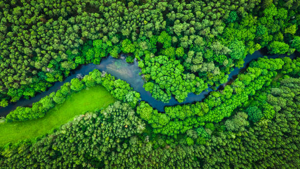 River and green forest in Tuchola natural park, aerial view stock photo
