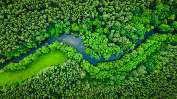 Photo of River and green forest in Tuchola natural park, aerial view