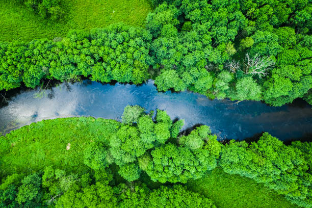 Green forest and river in Tuchola natural park, from above Green forest and river in Tuchola natural park, from above bory tucholskie stock pictures, royalty-free photos & images