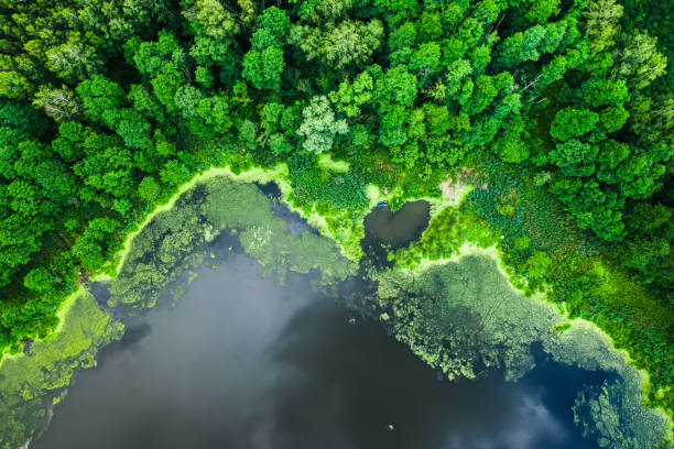 istock Beautiful green algae on the lake in summer, aerial view 1176297143