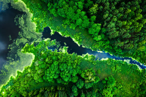 istock Amazing blooming algae on the lake in summer, flying above 1176297173