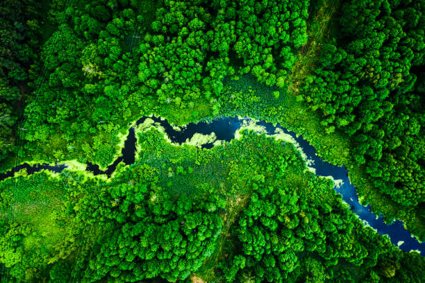 istock Amazing blooming algae on the river in summer, flying above 1176297197