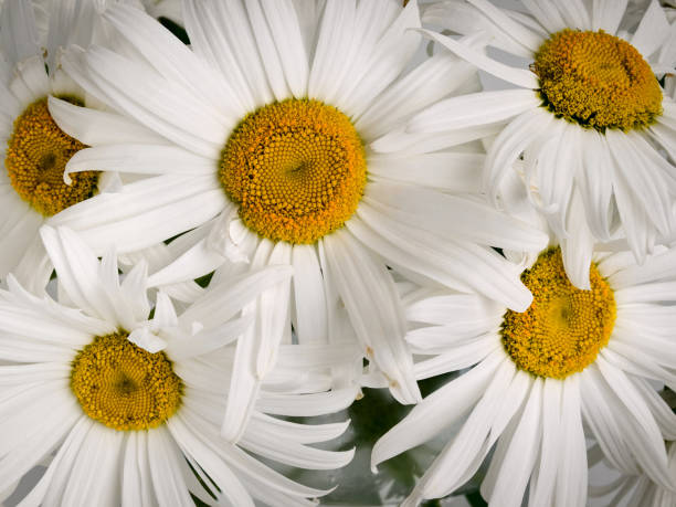 istock Flowers of chamomile meadow 1176298716