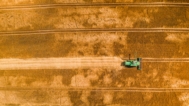 istock Flying above small combine harvesting on big field, Poland 1176298842