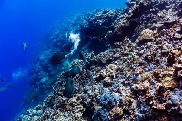 Photo of School of Giant Parrotfishes Bolbometopon muricatum, Palau, Micronesia