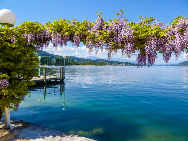 Pötschach - A flower girland hanging over the lake Flower decorations at Wörtersee, Pörtschach, Austria. Beautiful lake landscape, surrounded by Alps. This lake is natural drinking water tank. Pink roses hanging fro the top, blurry background. pörtschach am wörthersee stock pictures, royalty-free photos & images