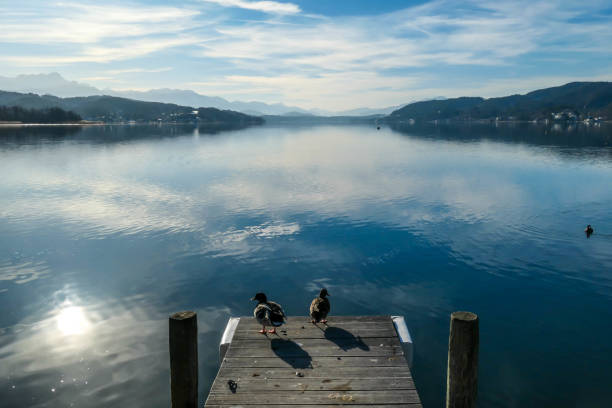 Pötschach - A promenade on the lake with the ducks standing on it A wooden pier going into the lake, with Alps in the back. The calm surface of the lake is reflecting the mountains, sunbeams and clouds. Clear and sunny day. Few ducks standing at the promenade pörtschach am wörthersee stock pictures, royalty-free photos & images