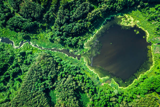 istock Beautiful blooming algae on the lake in summer, aerial view 1176299722