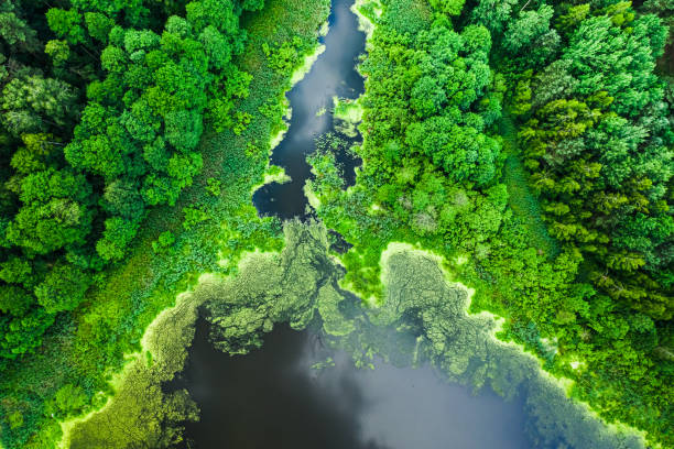 istock Beautiful green algae on the lake in summer, flying above 1176299802