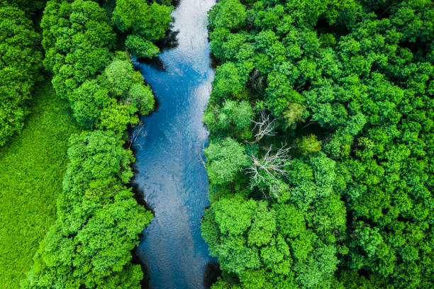 Aerial view of forest and river in Tuchola national park Aerial view of forest and river in Tuchola national park bory tucholskie stock pictures, royalty-free photos & images