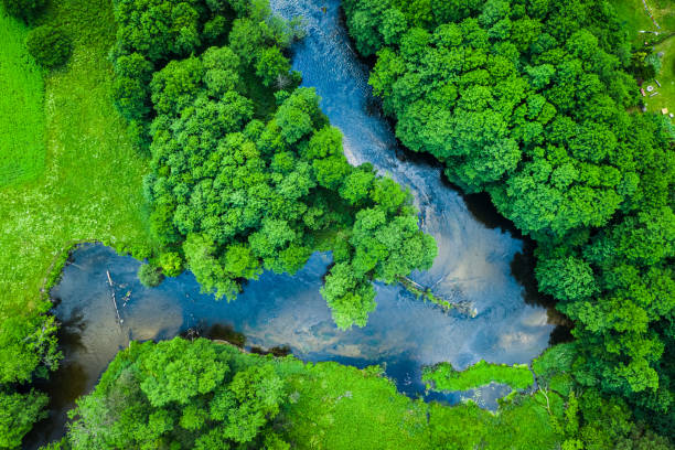 Green forest and river, aerial view of Tuchola national park Green forest and river, aerial view of Tuchola national park bory tucholskie stock pictures, royalty-free photos & images