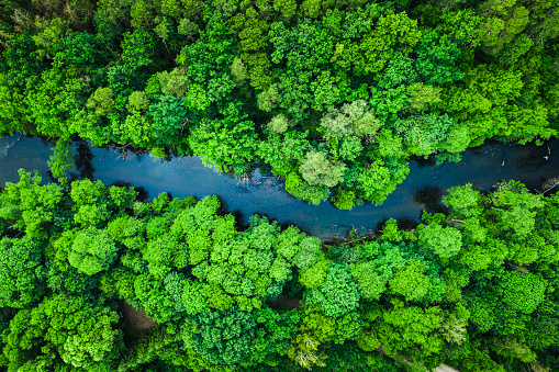 Green forest and river in Tuchola national park, aerial view