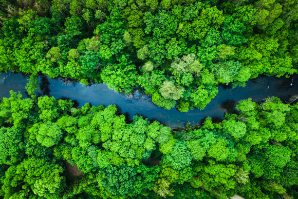 Green forest and river in Tuchola national park, aerial view Green forest and river in Tuchola national park, aerial view bory tucholskie stock pictures, royalty-free photos & images