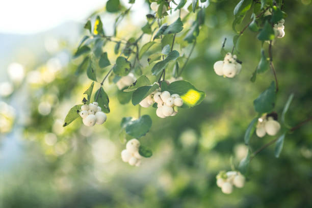 Symphoricarpos or snowberry ornamental plant with white berries