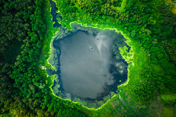 istock Amazing green algae on the lake in summer, flying above 1176299965