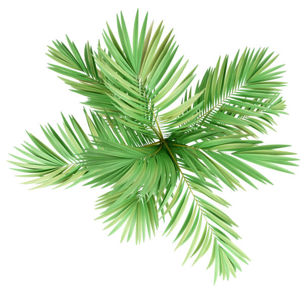 golden cane palm tree isolated on white background. top view