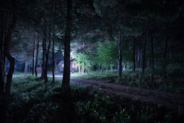 istock magical lights sparkling in mysterious forest at night. Pine forest with strange light 1176300004