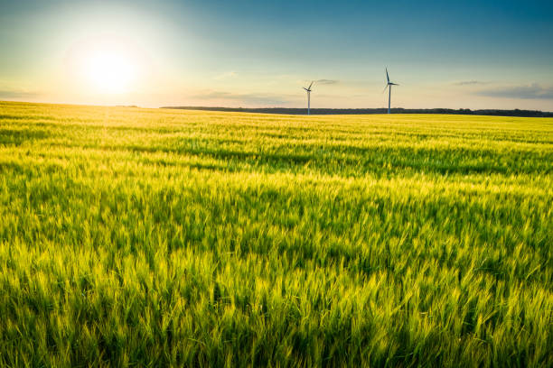 istock Field wheat and wind turbines at sunset, aerial view 1176300051