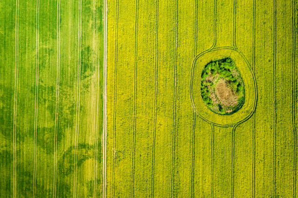 istock Flying above yellow and green rape fields in summer, Poland 1176300158
