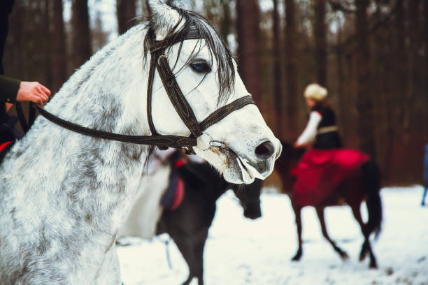 Riding on the white andalusian horse with bridle in winter forest. Historical reconstruction of famous Russian hunting.