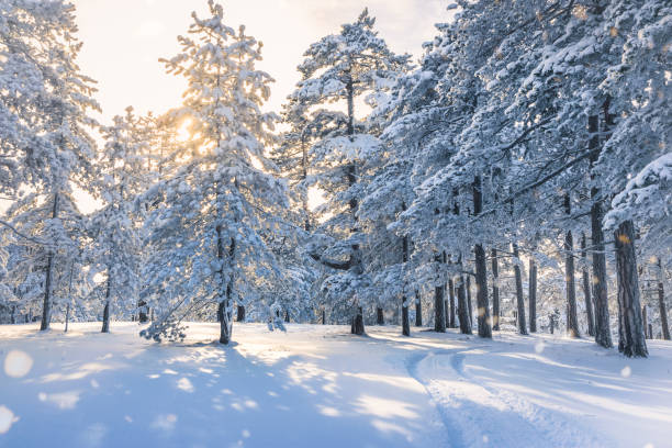 istock Sunset in Pine Forest under Snow in Winter 1176301468