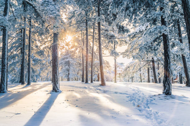 istock Sunset in Pine Forest under Snow in Winter 1176301586
