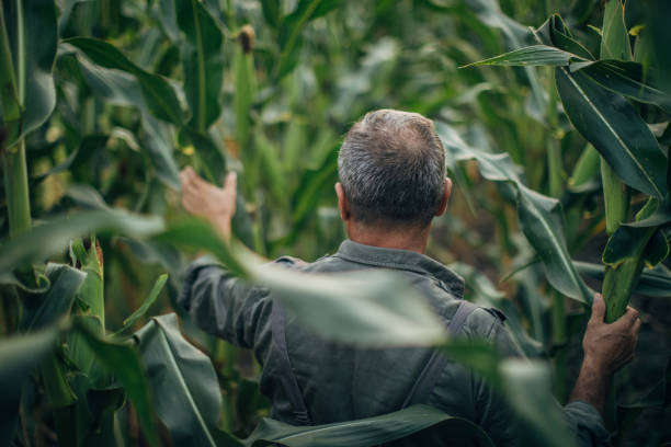 istock Senior farm worker in corn field 1176302424
