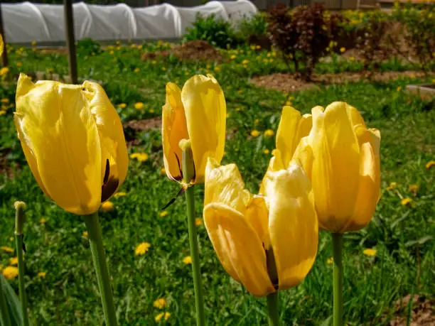 yellow Tulip in spring on a garden plot, Russia