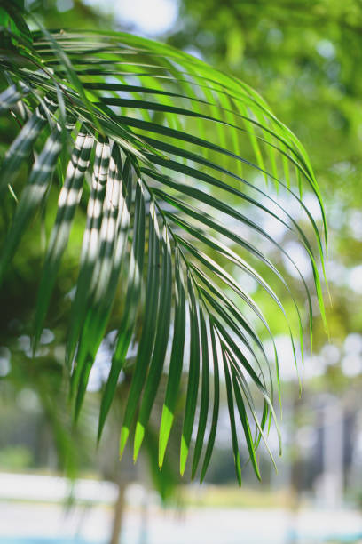 istock Tropical palm leaves, blurred background. Sunlight on palm leaves at summer. 1176304429