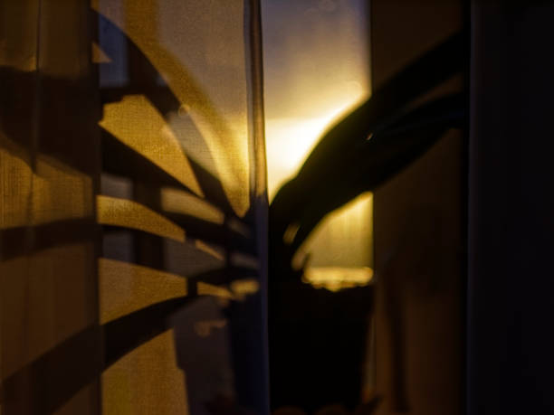 istock house plants on the window against the sunset 1176304547