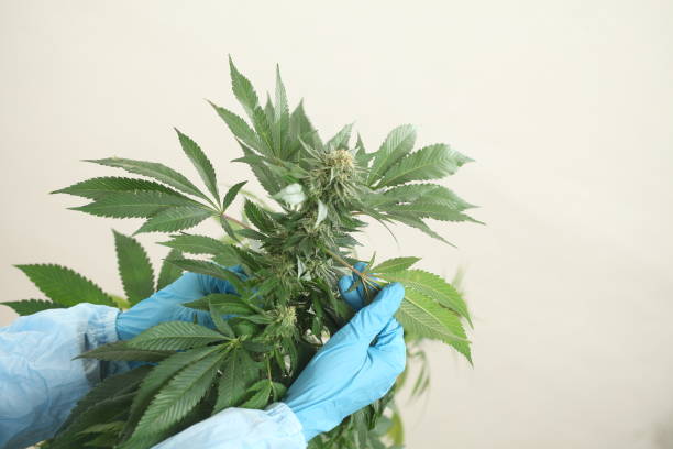 istock close up scientist hand gloves checking hemp plant 1176304683