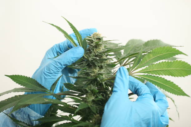 istock close up scientist hand gloves checking hemp plant 1176304686