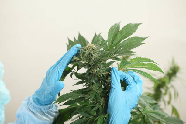 istock close up scientist hand gloves checking hemp plant 1176304699