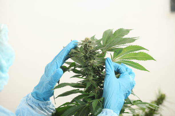 istock close up scientist hand gloves checking hemp plant 1176304700