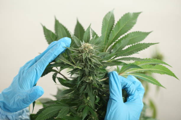 istock close up scientist hand gloves checking hemp plant 1176304707