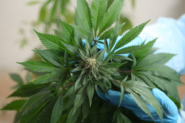 istock close up scientist hand gloves checking hemp plant 1176304727