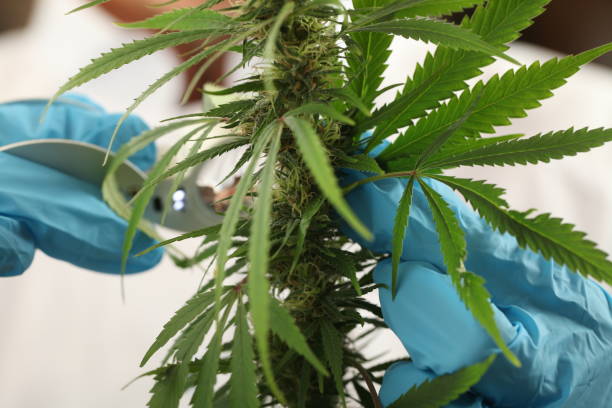 istock close up scientist hand gloves checking hemp plant 1176304763