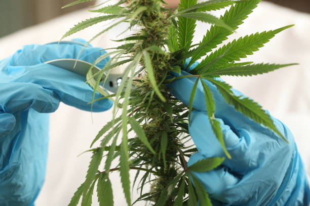 istock close up scientist hand gloves checking hemp plant 1176304772