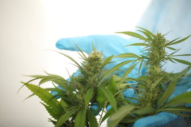 istock close up scientist hand gloves checking hemp plant 1176305894