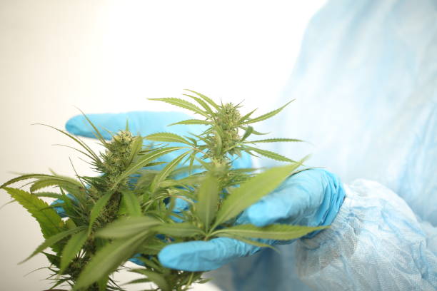 istock close up scientist hand gloves checking hemp plant 1176305895