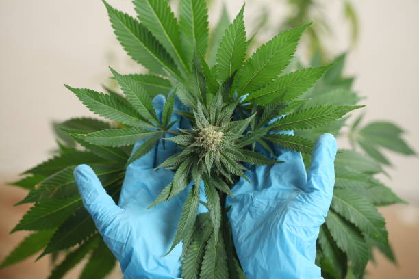 istock close up scientist hand gloves checking hemp plant 1176305925