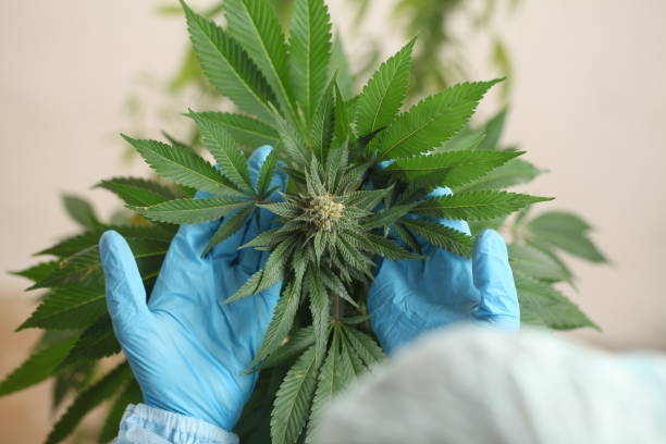 istock close up scientist hand gloves checking hemp plant 1176305933