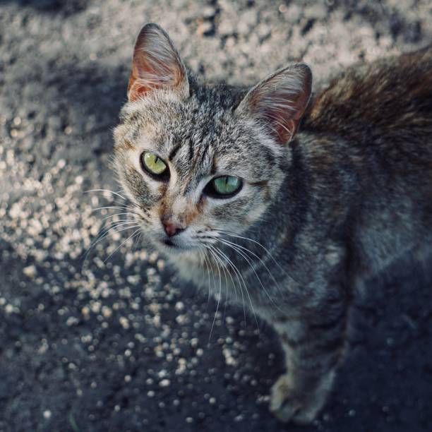 istock grey stray cat in the street 1176306009
