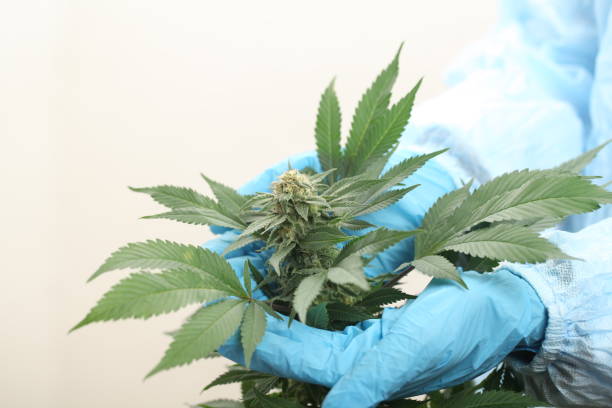 istock close up scientist hand gloves checking hemp plant 1176306097
